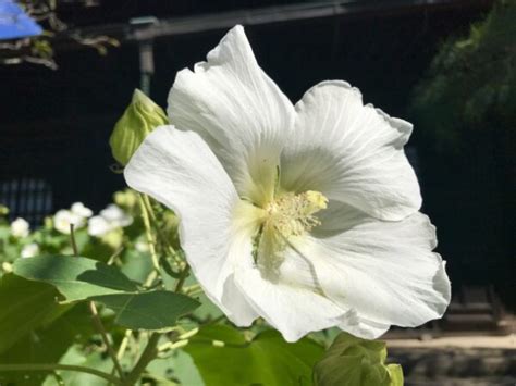 芙蓉難種|芙蓉（フヨウ）の育て方｜美しい花を咲かせる栽培の 